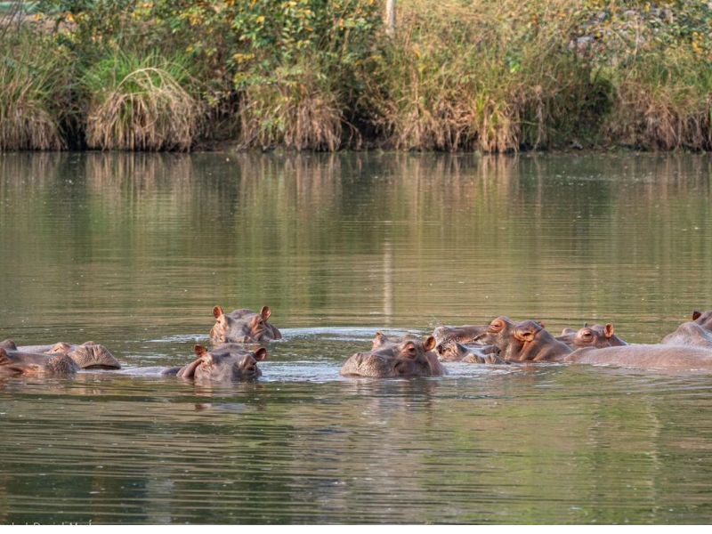 Hippos of Colombia: कोलंबिया के 80 दरियाई घोड़ों को बचाने आगे आया ‘वनतारा’, वहां की सरकार ने दिए हैं मारने के आदेश