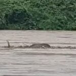 नागालैंड में बाढ़ के पानी के तेज बहाव में बह रही हथिनी को बचाया गया और अब गुजरात के जामनगर वनतारा में इलाज के लिए लाया गया। तेज बहाव में बहती हुई हथिनी। (फोटो सौजन्‍य रिलायंस मीडिया)