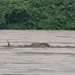 नगालैंड में बाढ़ के पानी के तेज बहाव में बह रही हथिनी को बचाया गया और अब गुजरात के जामनगर वनतारा में इलाज के लिए लाया गया। तेज बहाव में बहती हुई हथिनी। (फोटो सौजन्‍य रिलायंस मीडिया)