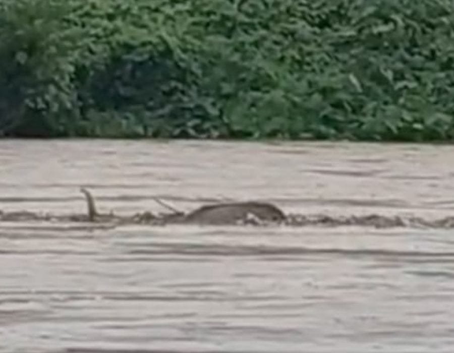 नागालैंड में बाढ़ के पानी के तेज बहाव में बह रही हथिनी को बचाया गया और अब गुजरात के जामनगर वनतारा में इलाज के लिए लाया गया। तेज बहाव में बहती हुई हथिनी। (फोटो सौजन्‍य रिलायंस मीडिया)