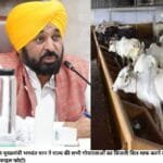 पंजाब के मुख्‍यमंत्री भगवंत मान ने राज्‍य की सभी गोयाालाओं का बिजली बिल माफ करने की घोषणा की है। (फाइल फोटो)