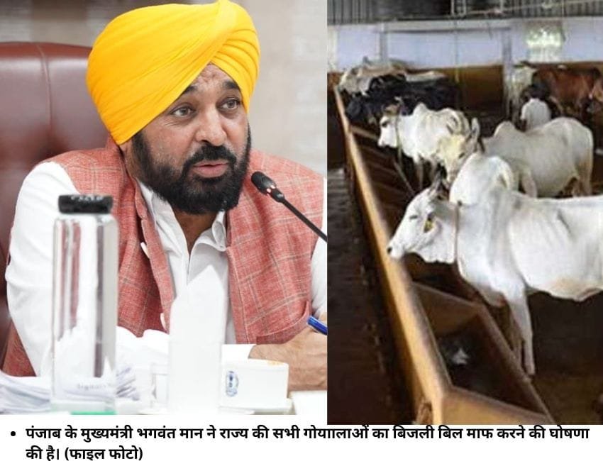 पंजाब के मुख्यमंत्री भगवंत मान ने राज्य की सभी गोयाालाओं का बिजली बिल माफ करने की घोषणा की है। (फाइल फोटो)