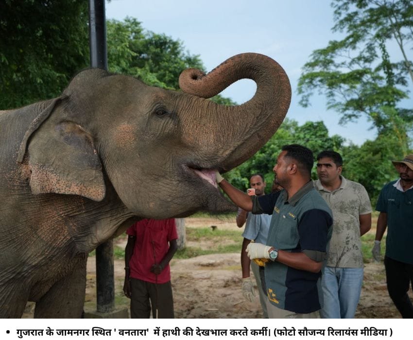 गुजरात के जामनगर स्थित ' वनतारा' में हाथी की देखभाल करते कर्मी। (फोटो सौजन्य रिलायंस मीडिया )