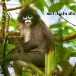 Wildlife Phare Langur : त्रिपुरा के जंगलों में पाए जाने वाले चयम बंदराें की संख्‍या लगातर घट रही है। (फाइल फोटो सोशल मीडिया )