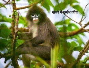 Wildlife Phare Langur : त्रिपुरा के जंगलों में पाए जाने वाले चयम बंदराें की संख्‍या लगातर घट रही है। (फाइल फोटो सोशल मीडिया )