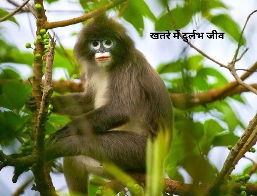 Wildlife Phare Langur : त्रिपुरा के जंगलों में पाए जाने वाले चयम बंदराें की संख्या लगातर घट रही है। (फाइल फोटो सोशल मीडिया )