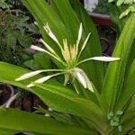 Sudarshan Plant: सुदर्शन प्‍लांट बेहद सुंदर और गुणों से भरपूर होता है। यह औषधीय पौधा बगीचे की शोभा में नया निखार ला देता है! (फोटो सटीक समाचार)