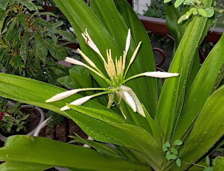 Sudarshan Plant: सुदर्शन प्लांट बेहद सुंदर और गुणों से भरपूर होता है। यह औषधीय पौधा बगीचे की शोभा में नया निखार ला देता है! (फोटो सटीक समाचार)